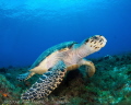 One of Eighteen.    During one week of diving in Cozumel this summer, I had 18 different encounters with turtles! Hence the title.