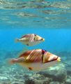 Two picasso fish spotted whilst snorkelling off the hotel beach on the last day of a trip to Sharm el Sheikh.