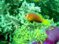 Blackfoot Anemonifish - Maldives - Dez 2005 - Sony DSC-P9
