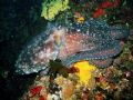 Starry starry night octopus - My first ever photo using a borrowed camera on the Great Barrier Reef, about four years ago.