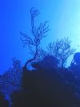 Coral Silhouette. Curacao. Canon Powershot S40.