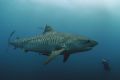 Female Tiger Shark,natural light, what an awesome animal!