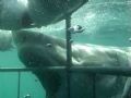 Shark Attack. Great White attacking cage whilst cage-diving off Dyer Island, South Africa.
