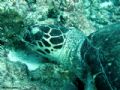 Turtle - Maldivas - Jan 2006 - Sony DSC-P9