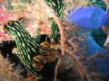Nudibranche and tunicate on Sipadan Wall. taken with a canon ixus 400