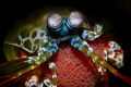 Mantis shrimp with eggs