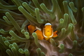 Clown anemonefish