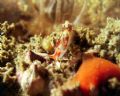 Phidiana militaris on a Wreck in the Gulf of Oman