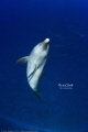 Playtime for this Tursiop in Tiputa channel, Rangiroa