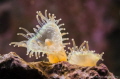 Corynactis sp. (Jewel anemone)
