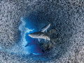 - Crossways - Tarpon hunting Silversides. This is an image I've been striving for, for over a year now....
