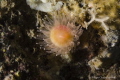 Coral
Chilean Fjord, Añihue Reserve