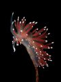 Flabellina pellucida
Picture taken at Hitra, Norway