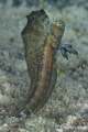 Sailfin Blenny from Cozumel Island in Mexico.

Nikon D700
Sea & Sea Housing
Nikon 105mm
2x Teleconverter
INON Z240 (2)

f 45
S 1/125
ISO 560