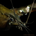 Antennas