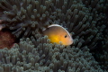 sweet Anemone ;-)
Sony NEX7, Sony SEL 18-55, Nauticam NA-NEX7 Housing, Planport + Inon UCL 165, Sea&Sea YS 110a Strobe