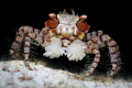 Boxercrab