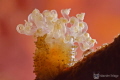 
Backlighted Anemone.
Cozumel
Nikon D700
Nikon 105mm
2x teleconverter
+10 subsee
INON Z240

F 45, S 1/320 ISO 200
