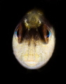 I spotted this little blenny looking strait at me from a dark hole. Picture was taken during shore diving in Razanj, Croatia.