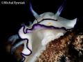 Goniobranchus annulatus