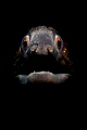 Snooted moray eel from Bodrum/Turkey
