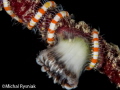 Brittlestar