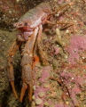 Langostino