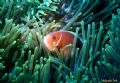 Anemonefish taken in Lighthouse Bay on the Ningaloo Reef. Sea & Sea MX10 and strobe.
