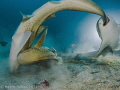 Diving on the Shinkoku Maru in Truk when we came across a male and female Leopard sharks courting when two other male sharks came in and all hell broke loose!