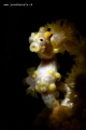 Pigmy Seahorse