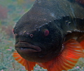 Lump Fish of the coast off New England