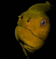 Portrait of a Moray Eel.  I lucked into this shot when my right strobe was bumped out of position and lit behind some coral failing to light the right side of the frame.  It was really lucky...love this shot!