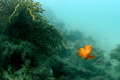 It's always fun playing peek-a-boo with orange Garibaldi's during California dives... Depth: 20' Equip: 5D MkII w/ 15mm f/2.8 / Ikelite housing & DS-51 strobe.  Photo was cropped from a fisheye photo...
