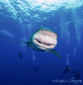 The thankful smile of an Oceanic White Tip female shark.  I think she is saying 