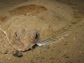 Flounder