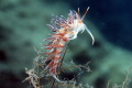 cratena peregrina/ Location: Mljet, Croatia