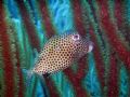 Box fish photographed in Bonaire August 2005. Olympus 770 in Olympus housing with Sunpack G Flash.
Depth was around 12 metres (40 ft). Good visibility and no currents mean that it's easy to be patient.
