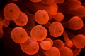 Red Sea .. Red Anemone