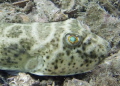 Emerald Eye
Puffer- Blue Heron
