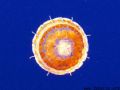 This Sea Thimble is about the size of my thumb tip. Its larva is the cause of many a divers friend, sea lice. It made the safety stop a lot more interesting =)