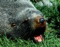Nz fur seal, kaikoura, new zealand.