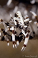 White & Milk Chocolate / Crinoid commensal shrimp