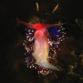 Nudibranch Facelina auriculata found in the Eastern Scheld, Netherlands. This Nudibranch was hanging upside down in its natural habitat. 
I used the Nikon D80 with 105 mm, TC 1.4 and INON Z240 flashes.