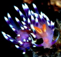 Dragon nudibranch