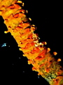 Nudibranch