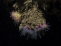 Crested Cup Coral, in Añihue Reserv
