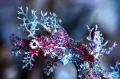 Sydney Pygmy Pipehorse.
