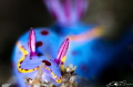 Bennett's Hypselodoris