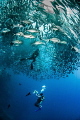 This photo was taken at Sipadan Island marine reserve. The jackfish created a vortex that you could swim up in to. What an experience. Camera kit consisted of nikon d80, aquatica housing, nikkor 10.5mm fisheye and sea&sea ys110 and d1 strobes.