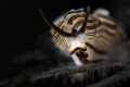 Dotto Sp, Found them in Bali, needs to wait for them to start walking and snap this pic. Nice little soft lighting kind of isolate them from the background because the body of dotto emits light very well. Taken at Seraya beach Bali with Nikon D4